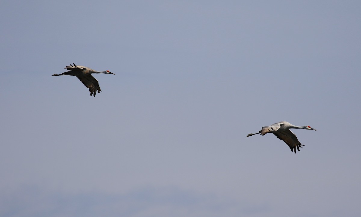 Sandhill Crane - ML616035027