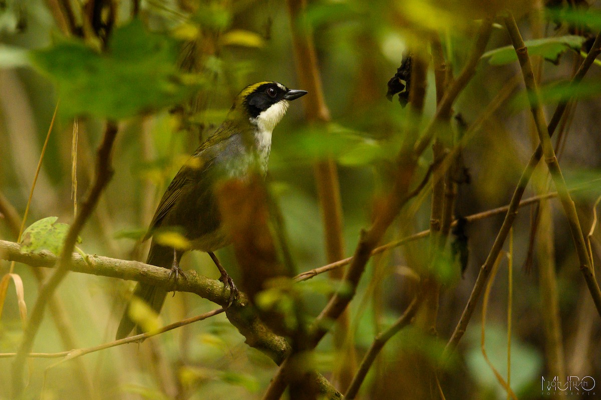 Green-striped Brushfinch - ML616035047