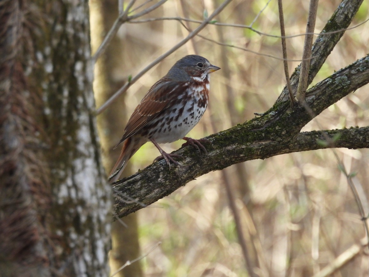 Fox Sparrow - Beth Lenoble