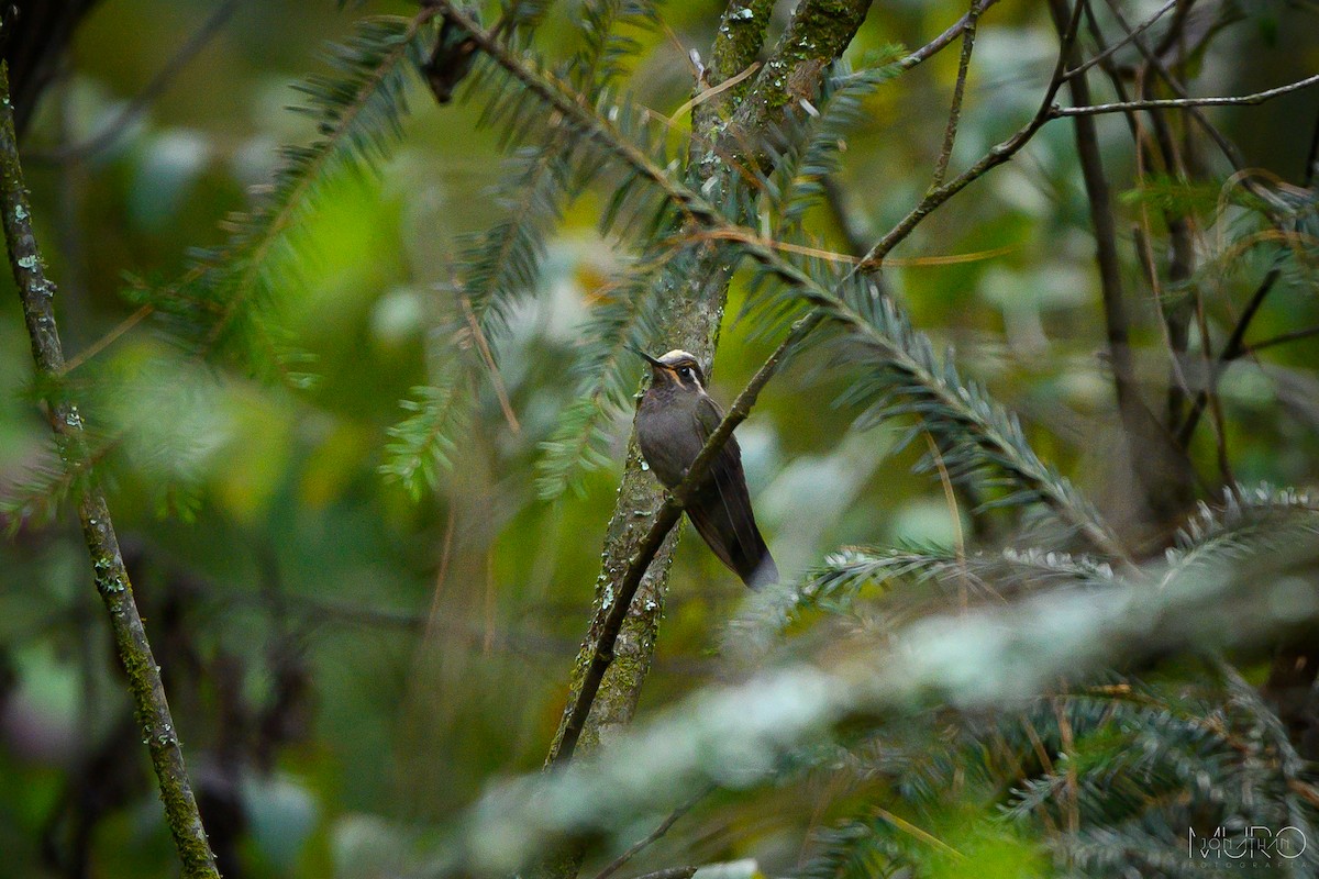 Amethyst-throated Mountain-gem - ML616035134