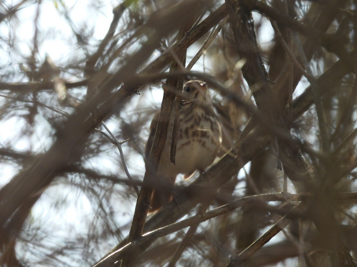 Hermit Thrush - Beth Lenoble