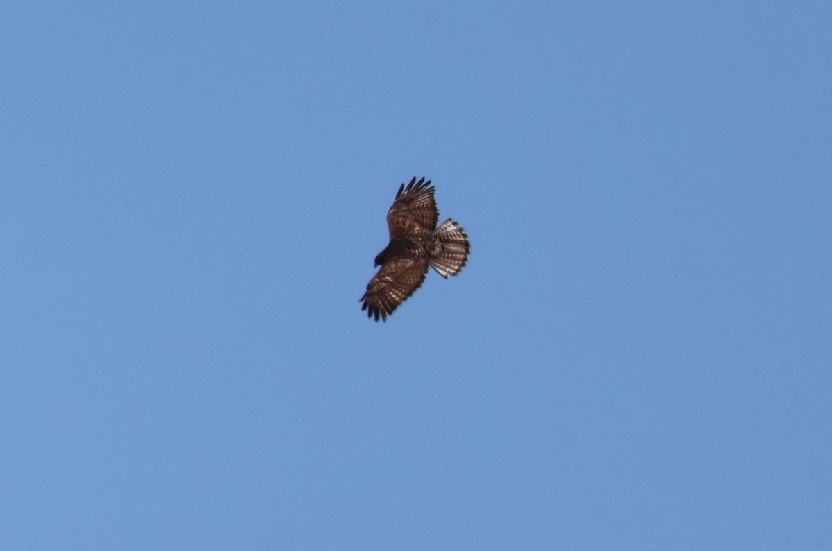 Red-tailed Hawk (Harlan's) - ML616035147