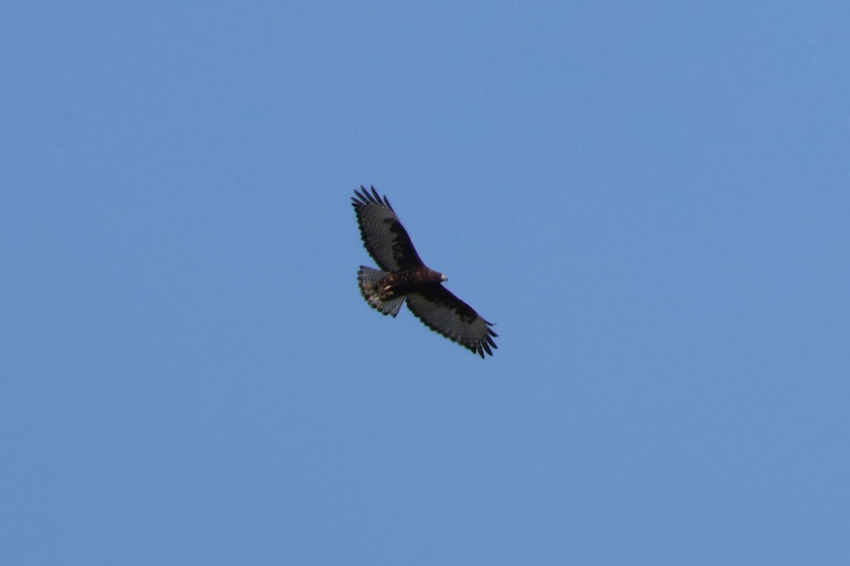 Red-tailed Hawk (Harlan's) - ML616035150