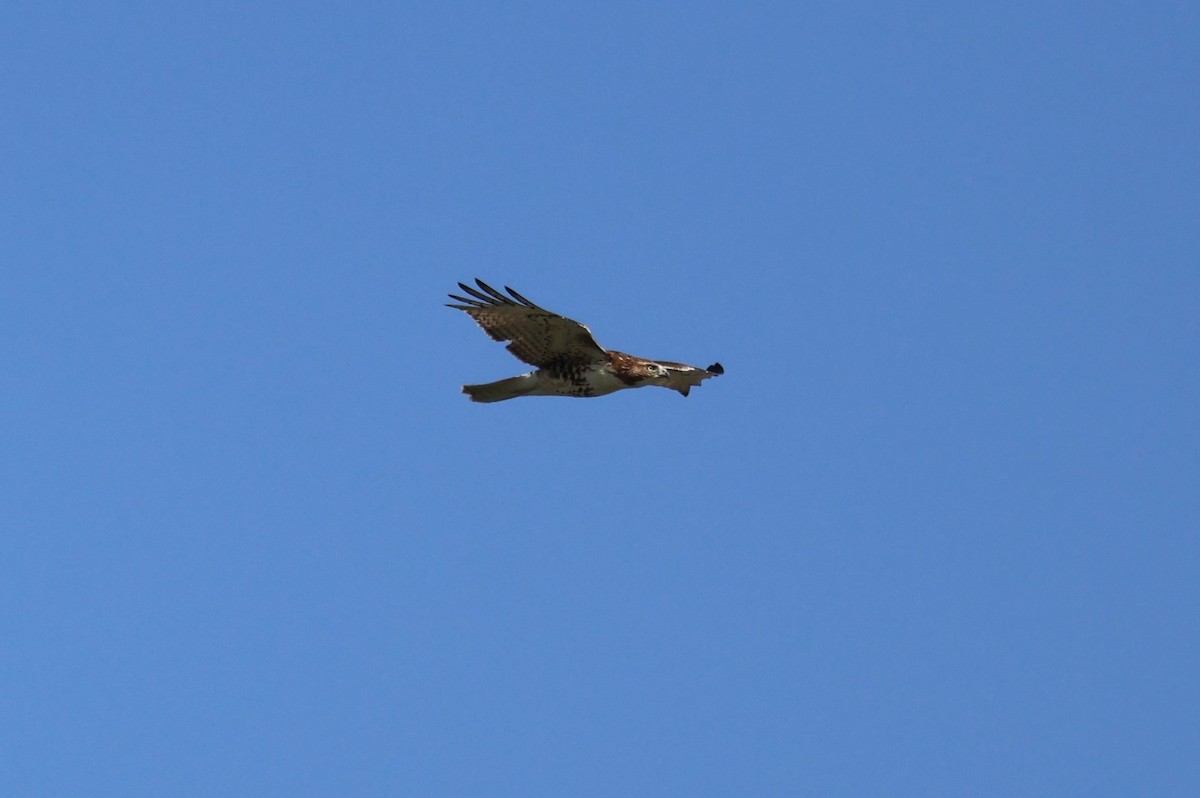 Red-tailed Hawk - ML616035159