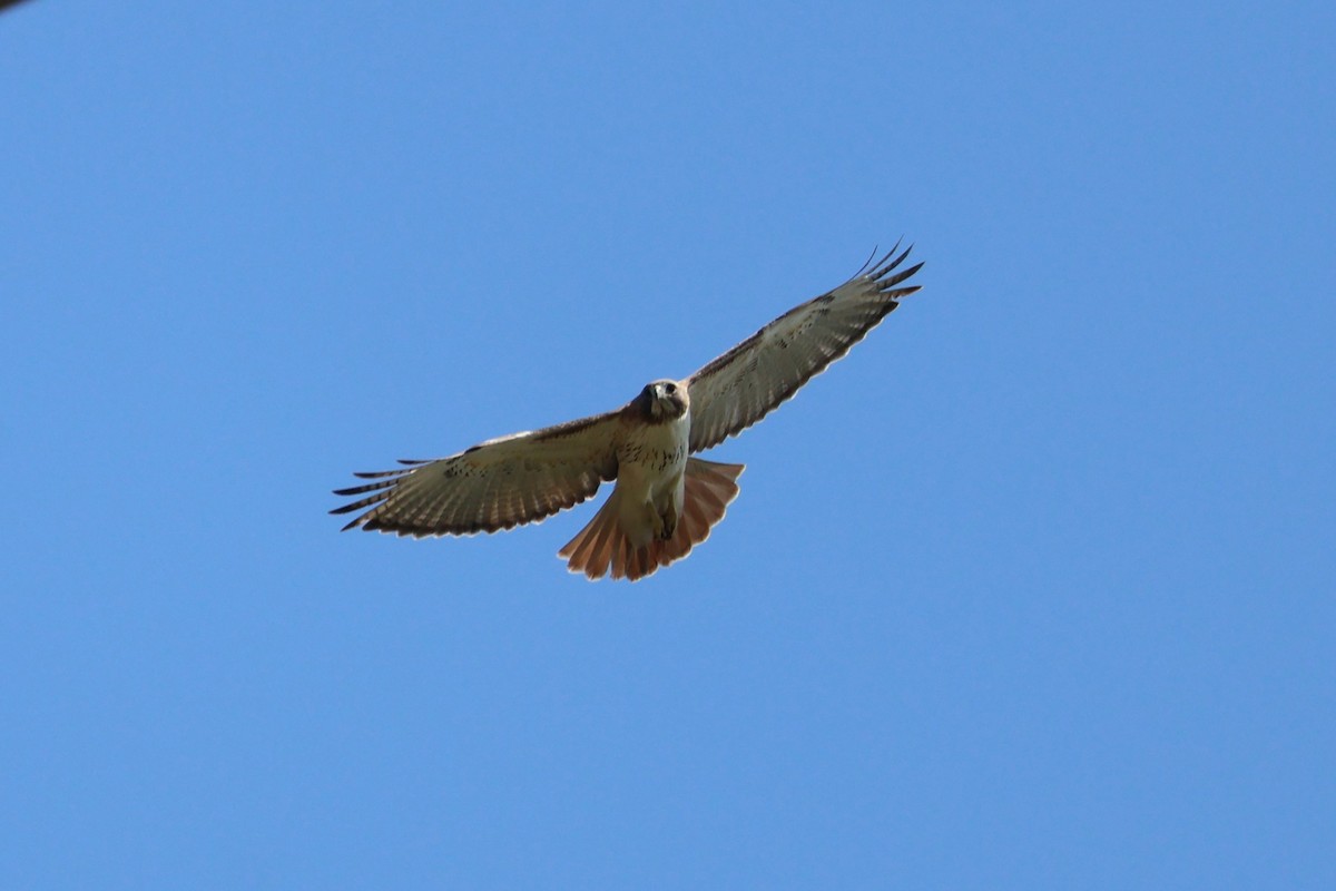 Red-tailed Hawk - ML616035160