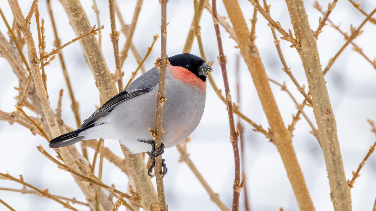 Eurasian Bullfinch (Baikal) - ML616035165