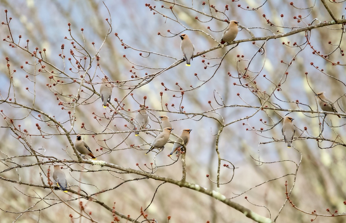Bohemian Waxwing - ML616035166