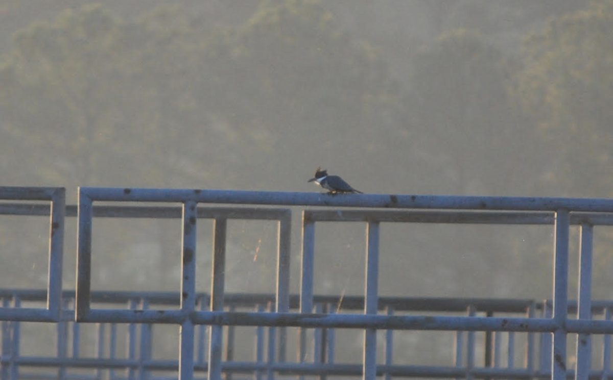 Belted Kingfisher - ML616035231