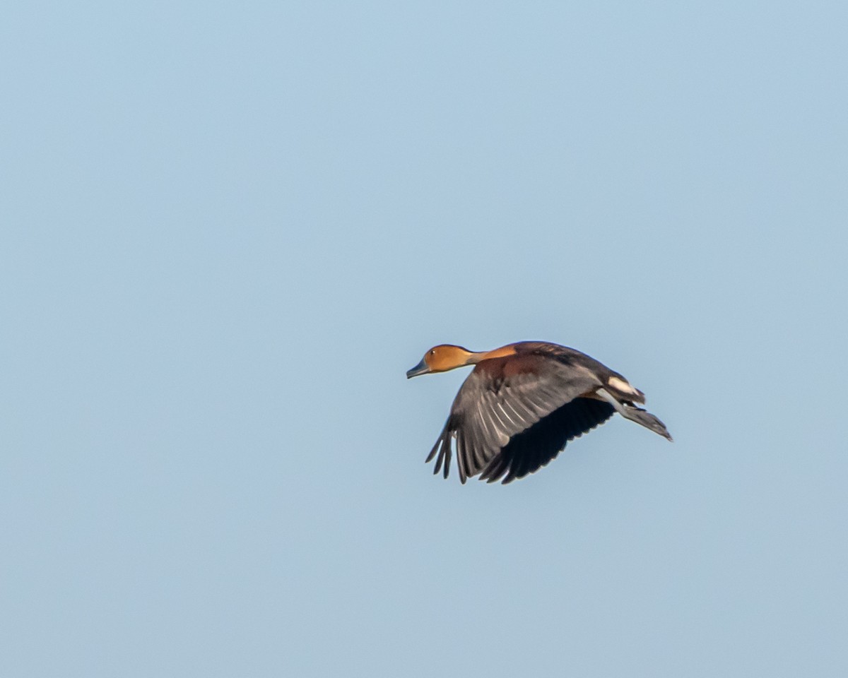 Fulvous Whistling-Duck - ML616035261