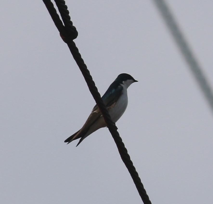 Tree Swallow - ML616035341