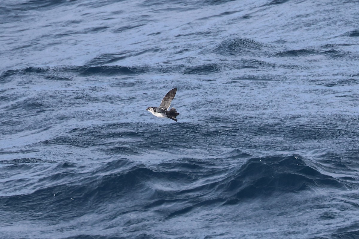 Common Diving-Petrel - ML616035368