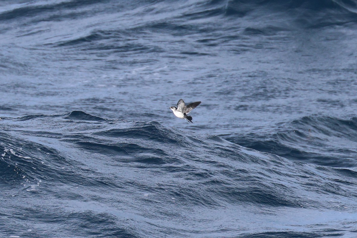 Common Diving-Petrel - ML616035369