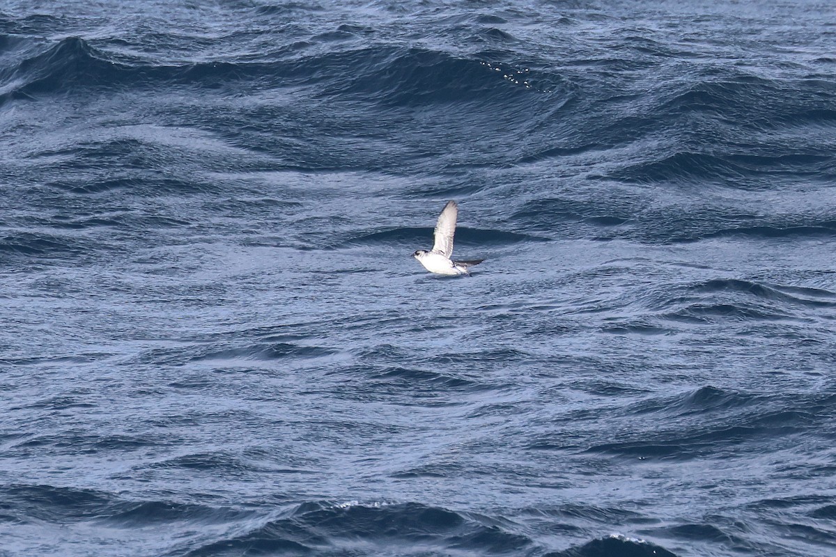 Common Diving-Petrel - ML616035370