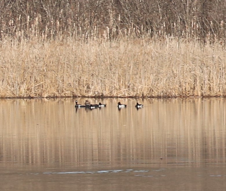 Ring-necked Duck - ML616035377