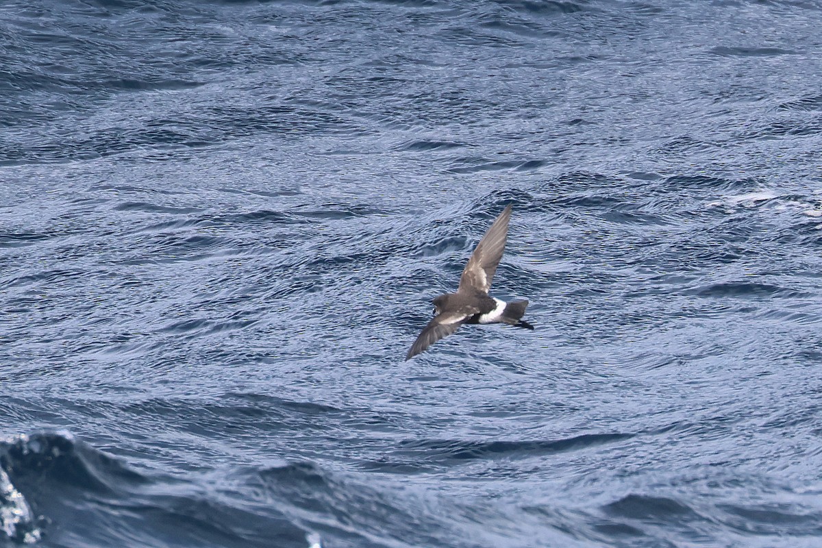 Wilson's Storm-Petrel (Fuegian) - ML616035379