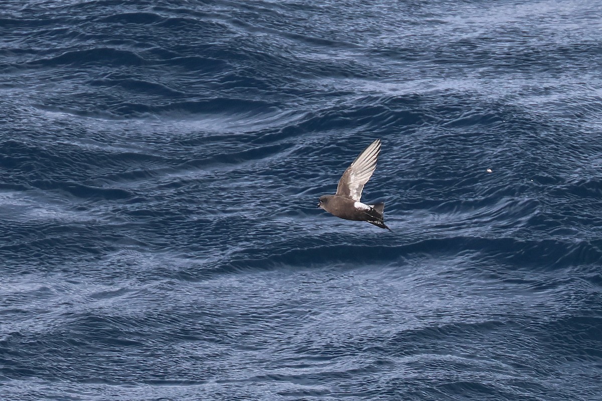 Buntfuß-Sturmschwalbe (chilensis) - ML616035383