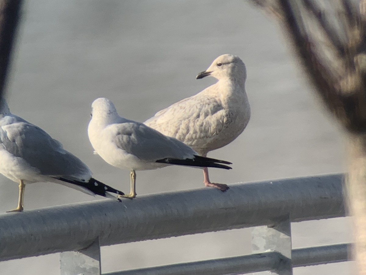 Gaviota Groenlandesa - ML616035484