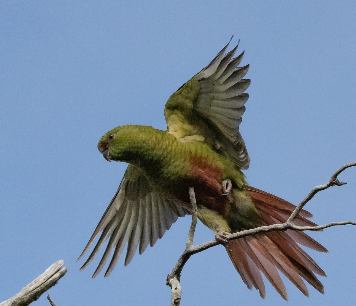 Austral Parakeet - ML616035571