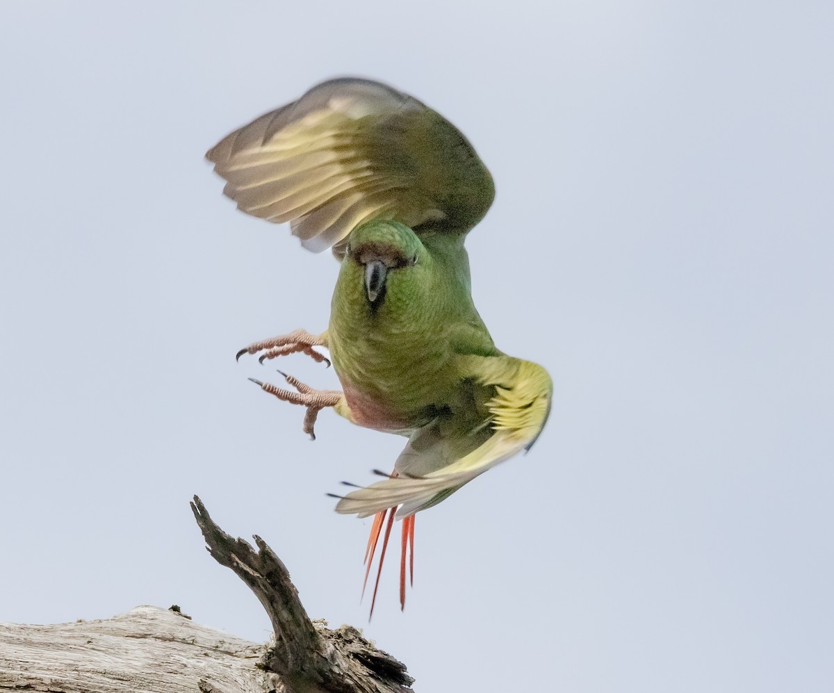 Austral Parakeet - Juanjo Soto Sanhueza