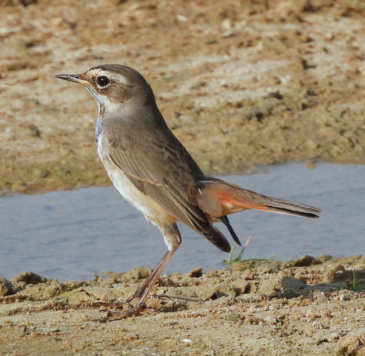 Bluethroat - ML616035579