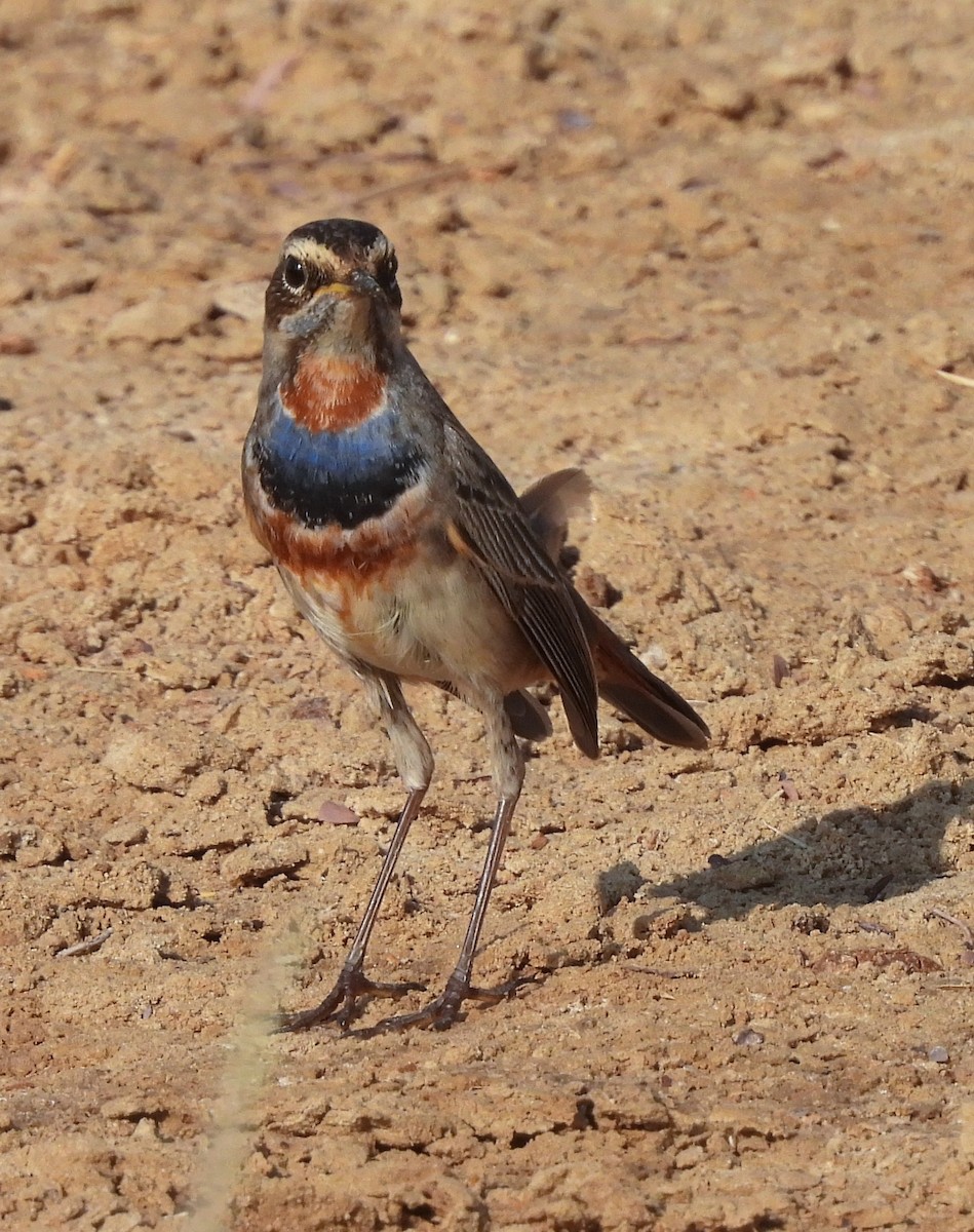 Bluethroat - ML616035580