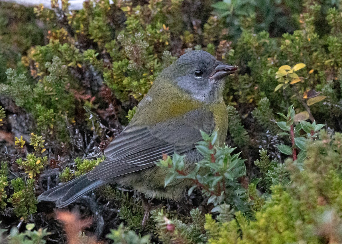 Patagonian Sierra Finch - Juanjo Soto Sanhueza