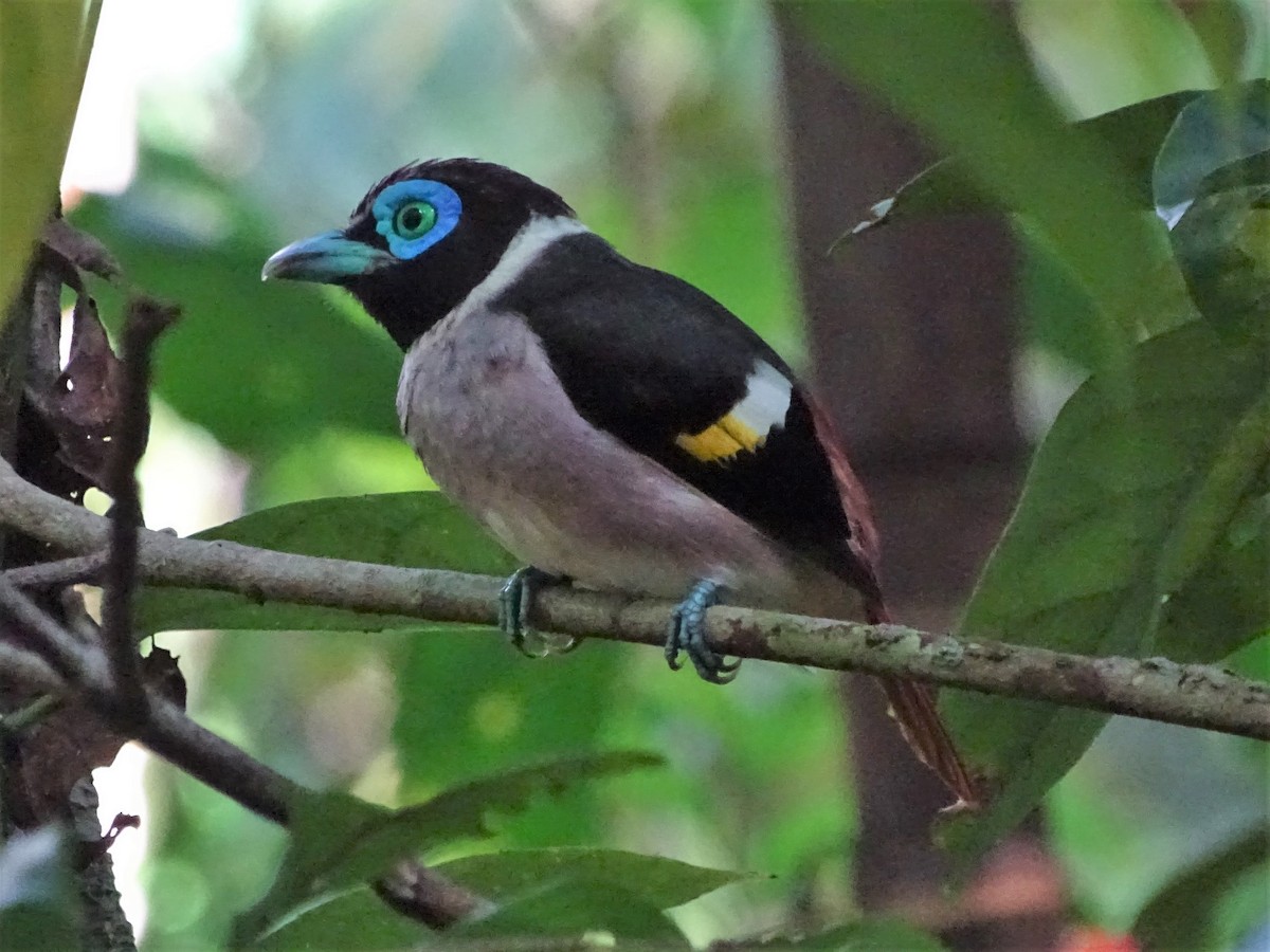 Wattled Broadbill - ML616035587