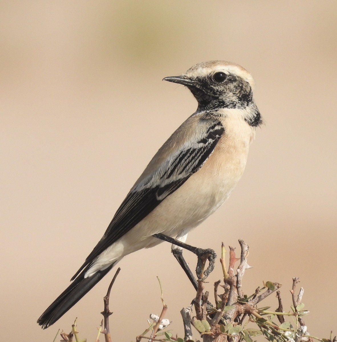 Desert Wheatear - ML616035592