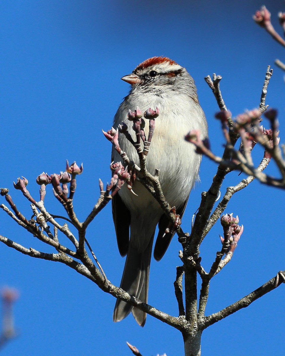 Chipping Sparrow - ML616035628