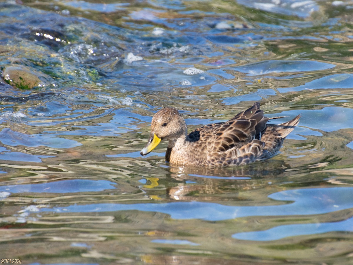 Yellow-billed Pintail (South Georgia) - ML616035663