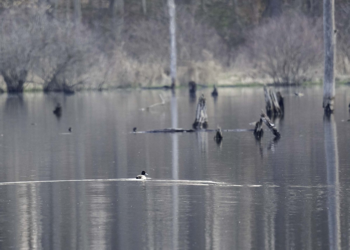 Lesser Scaup - ML616035763