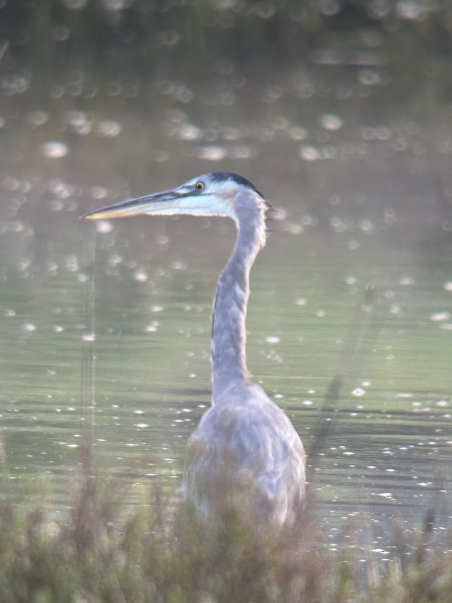 Great Blue Heron - ML616035795