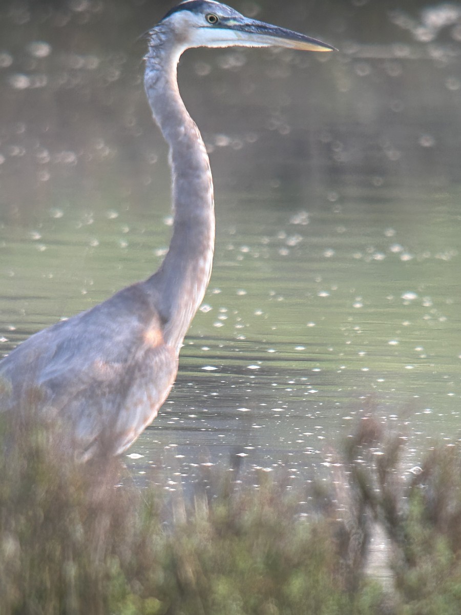 Great Blue Heron - ML616035796