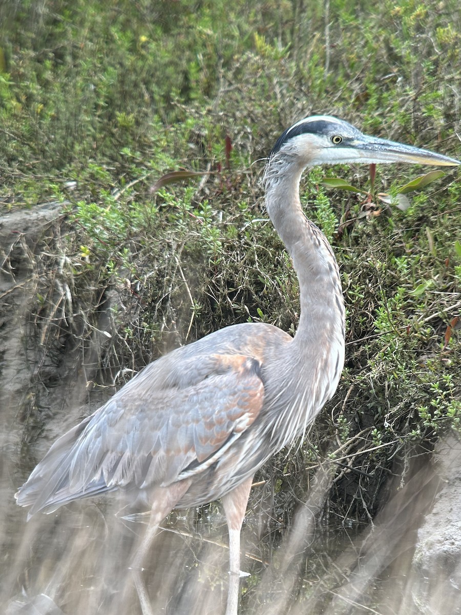 Great Blue Heron - ML616035797