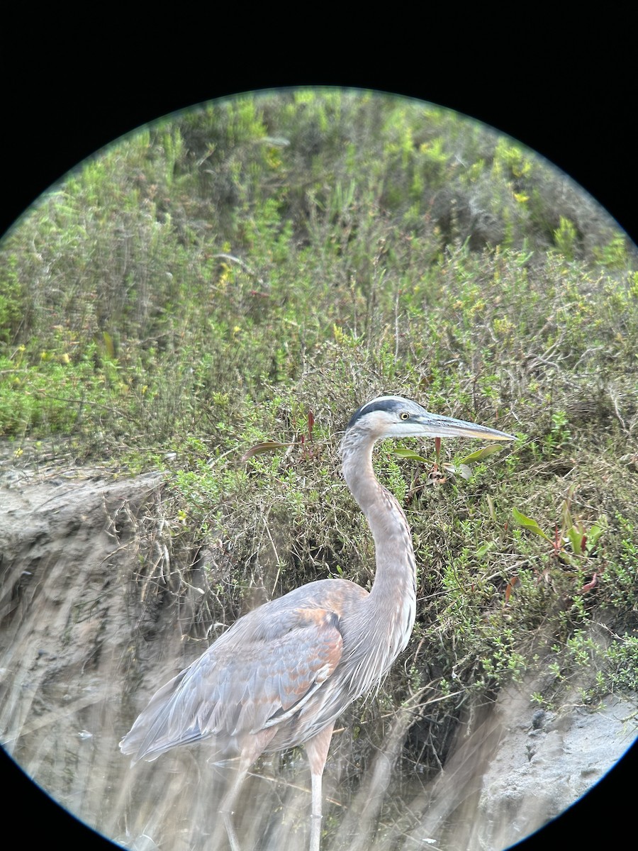 Great Blue Heron - ML616035798