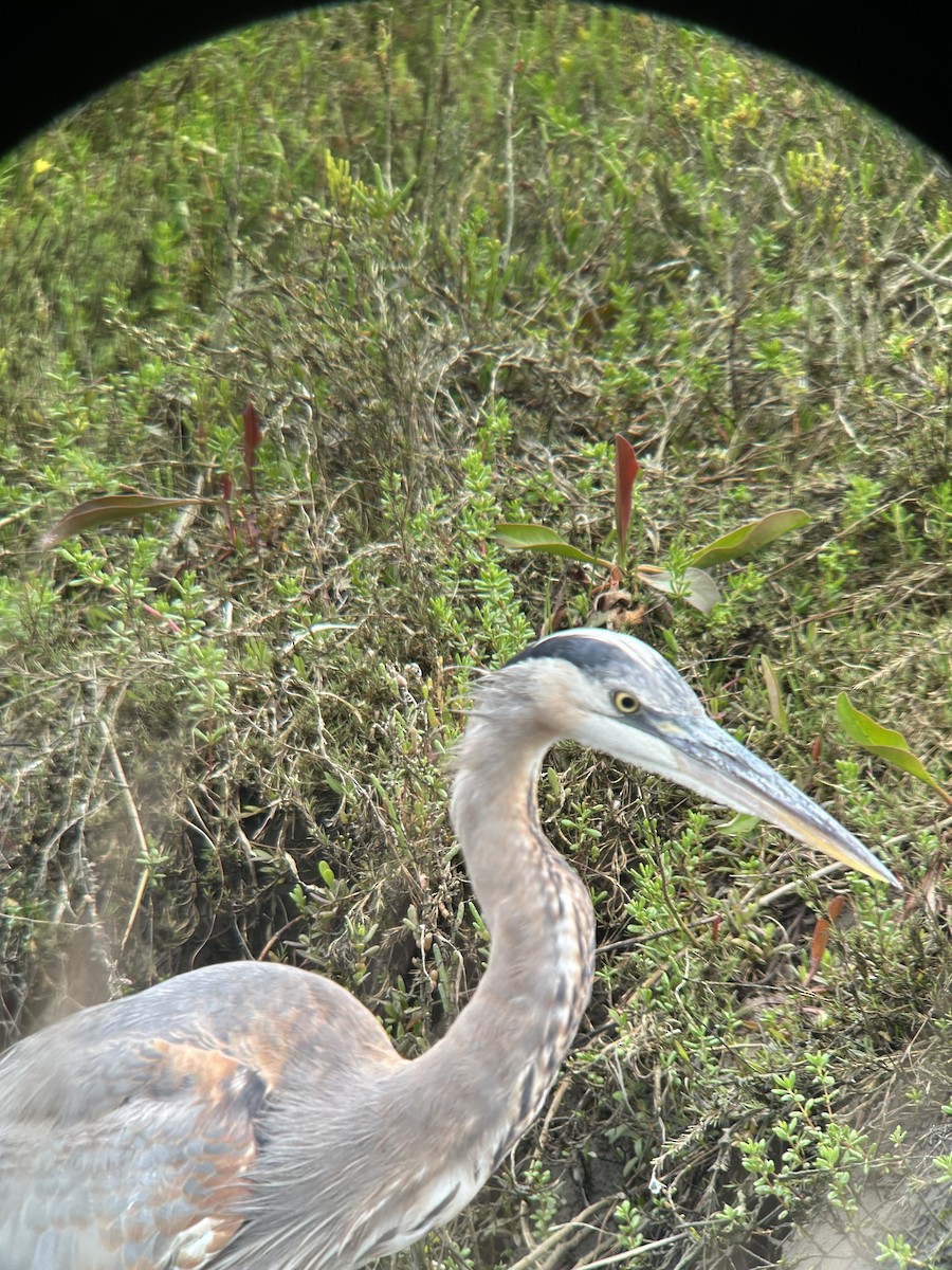 Great Blue Heron - ML616035799