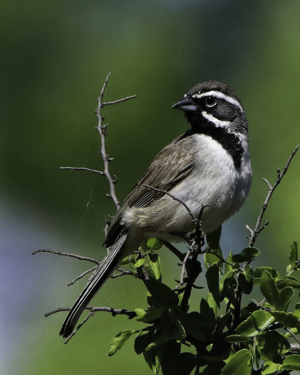 Black-throated Sparrow - ML616035800