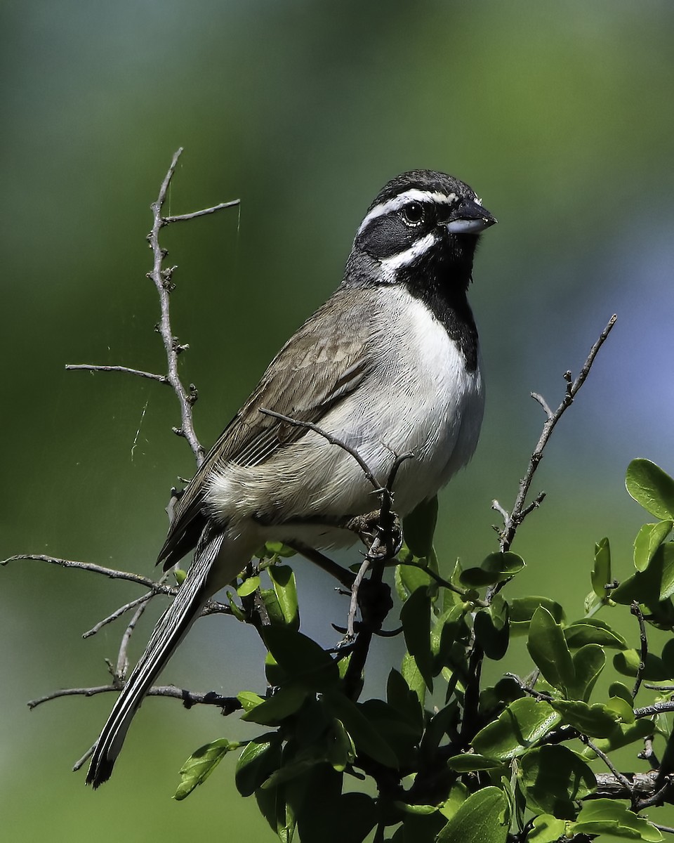 Black-throated Sparrow - ML616035802