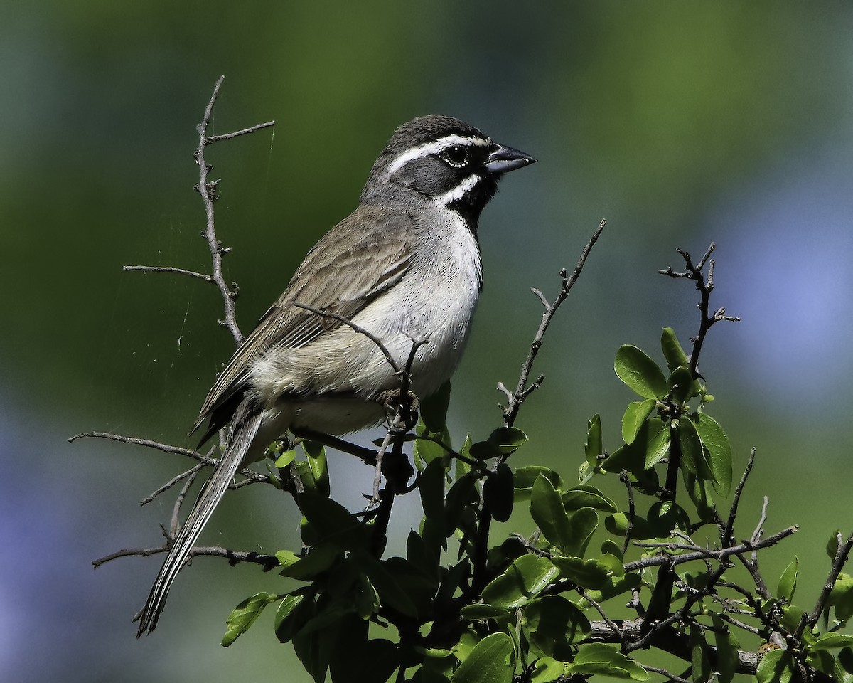 Black-throated Sparrow - ML616035803