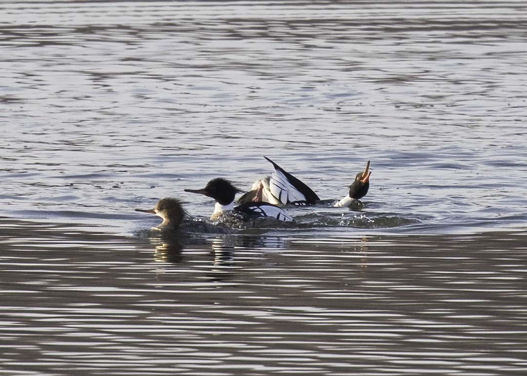 Red-breasted Merganser - ML616035860