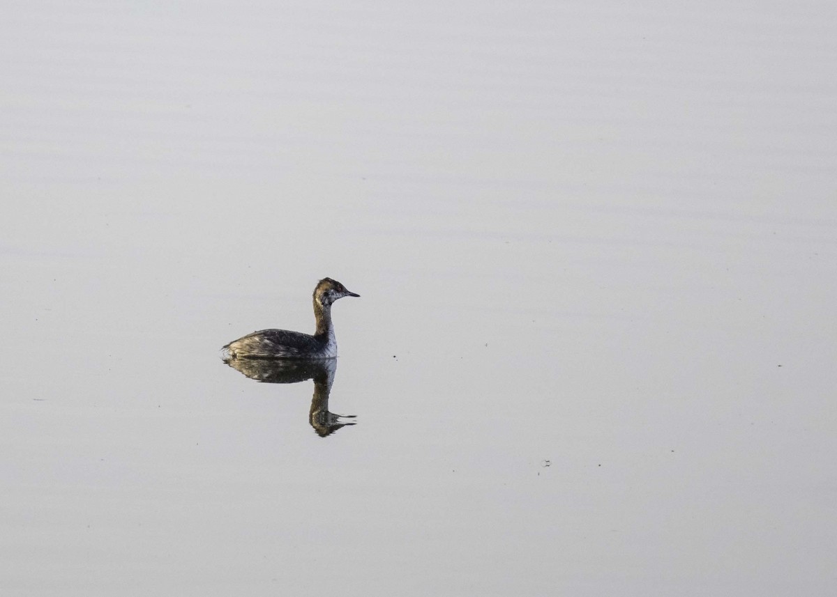 Horned Grebe - ML616035889