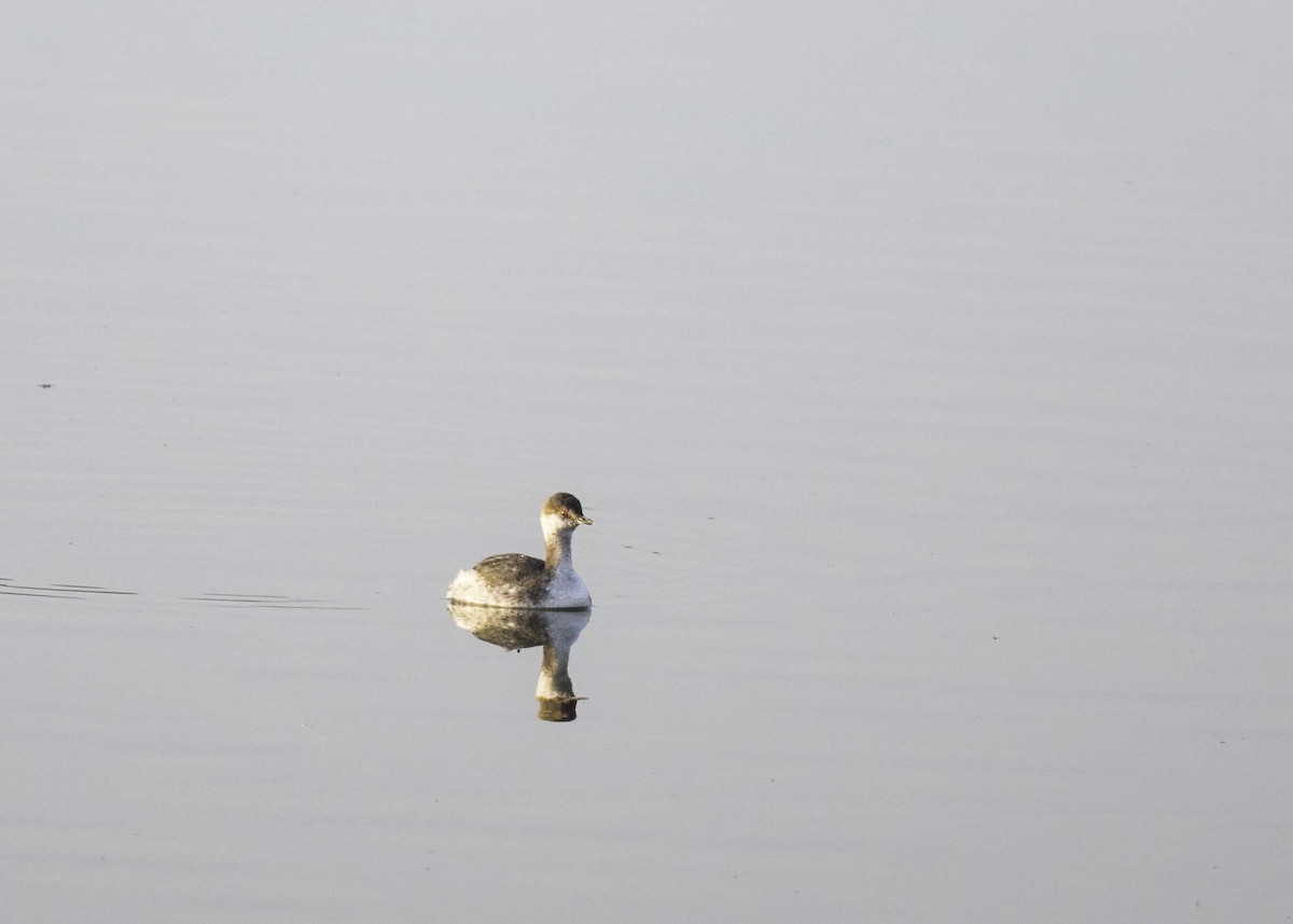 Horned Grebe - ML616035890