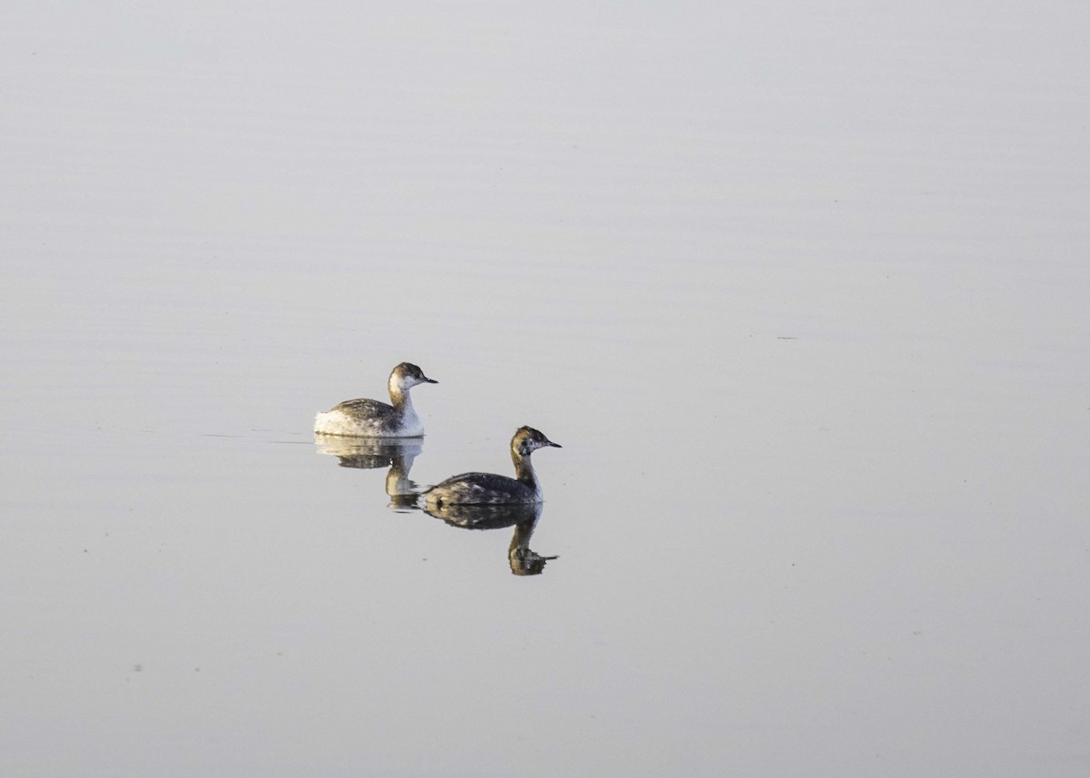 Horned Grebe - ML616035891