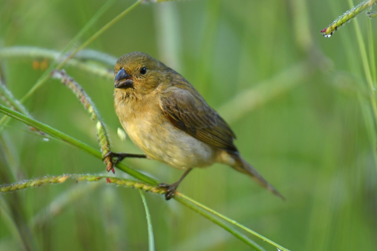 Blue-black Grassquit - ML616035904