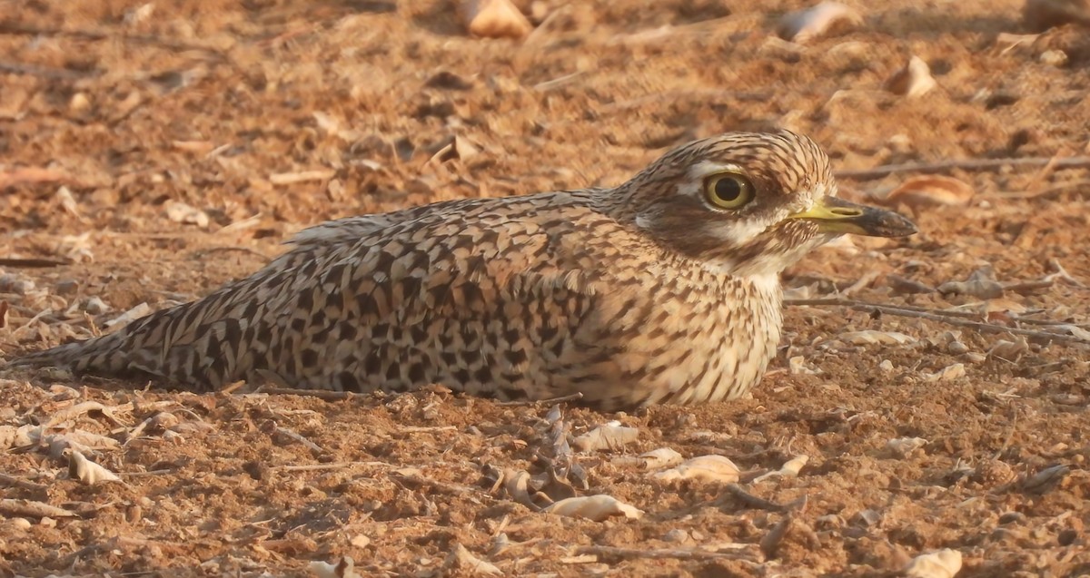 Spotted Thick-knee - ML616035938