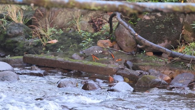 Sunbittern - ML616036024