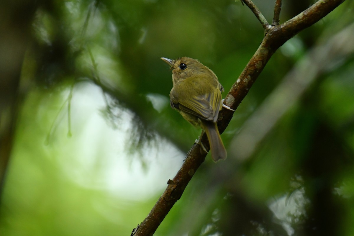 Drab-breasted Pygmy-Tyrant - Antoine Rabussier