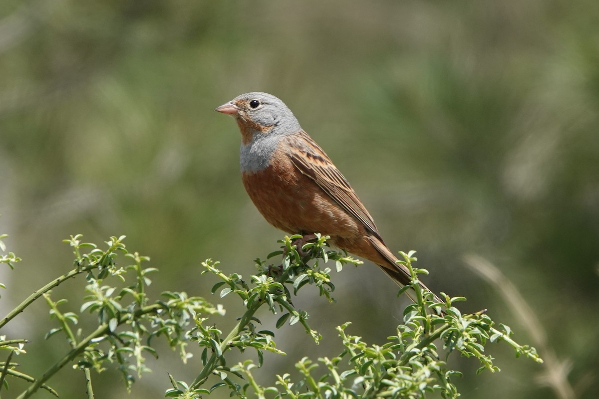 Cretzschmar's Bunting - ML616036219