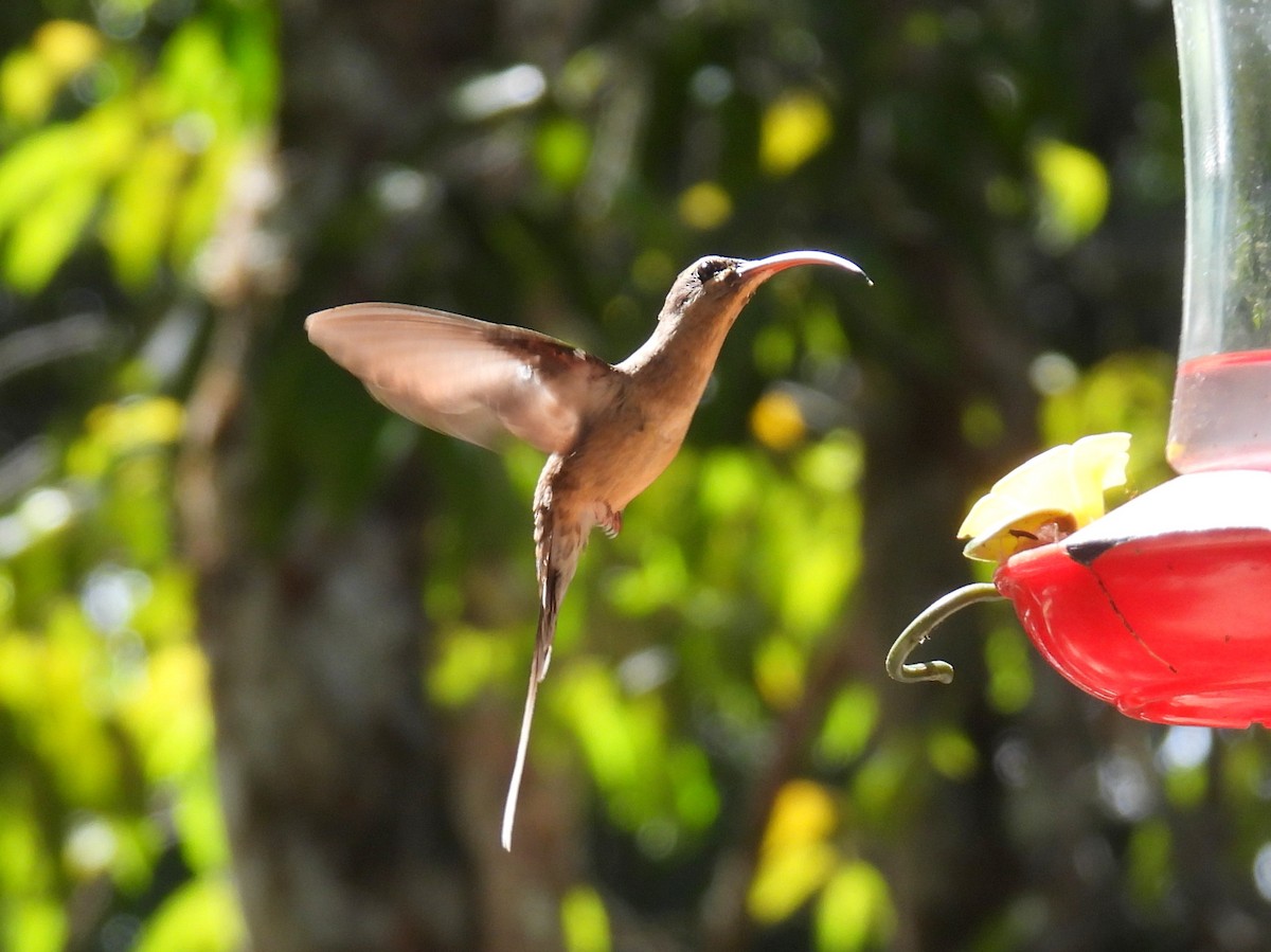 Long-tailed Hermit - ML616036224