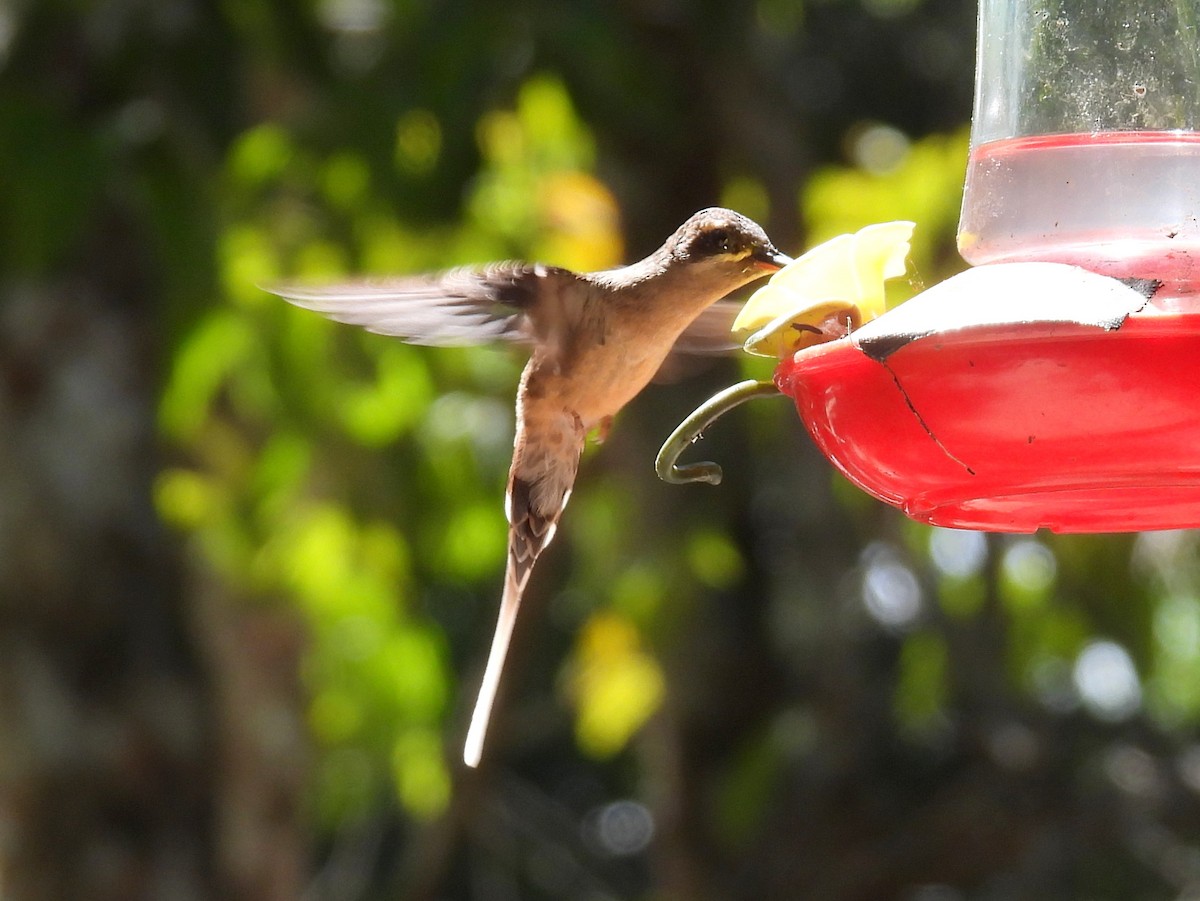 Длиннохвостый колибри-отшельник - ML616036225
